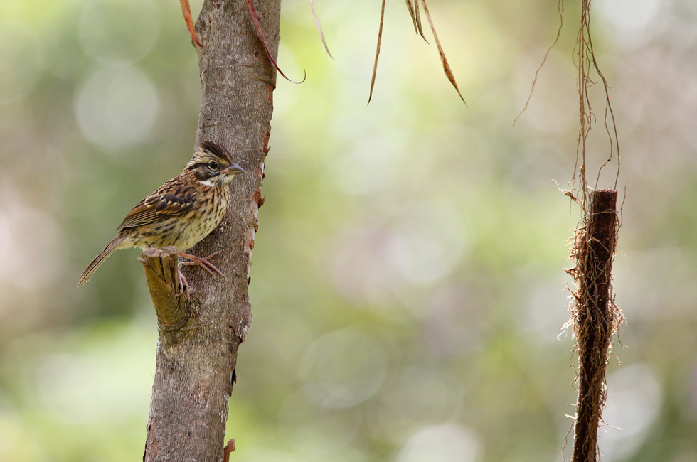 Imagen 5 de la galería de Costa Rica